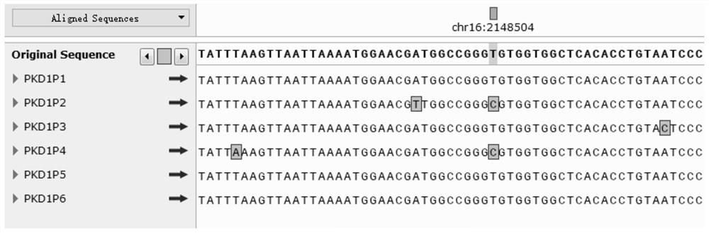 Primer group and kit for amplifying PKD1 gene