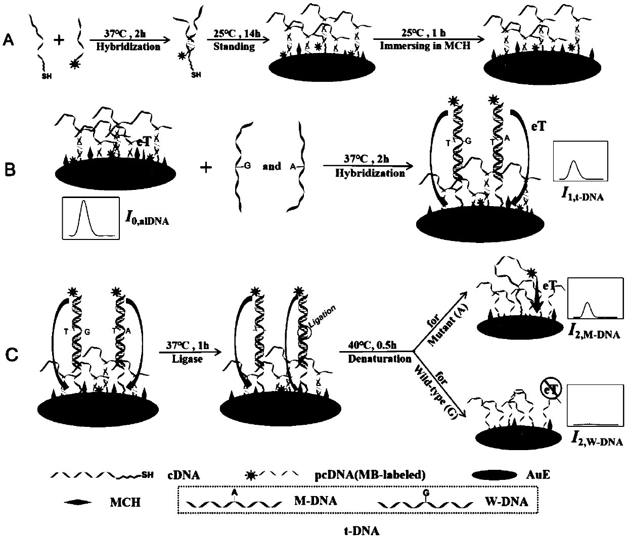 Biosensor capable of simultaneously detecting specific DNA content and single-base mutation amount and detecting method thereof