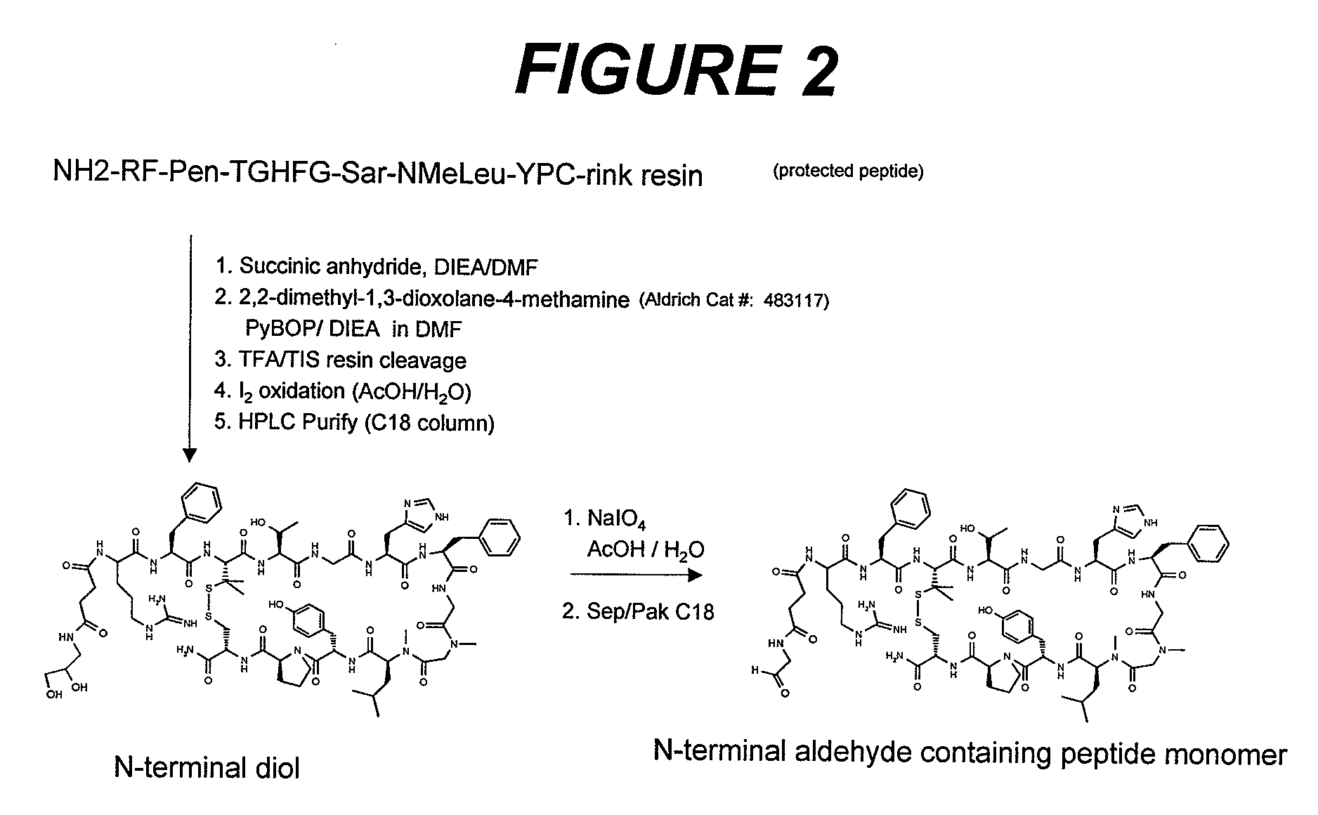 PEPTIDES THAT BLOCK THE BINDING OF IgG TO FcRn