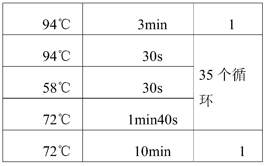 Process for producing dark tea through inoculation method