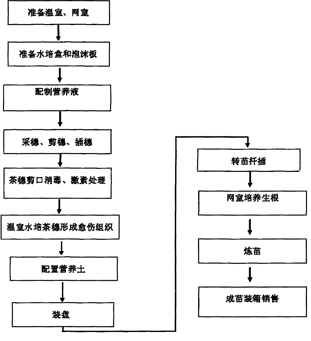 Industrial fast breeding method for white tea