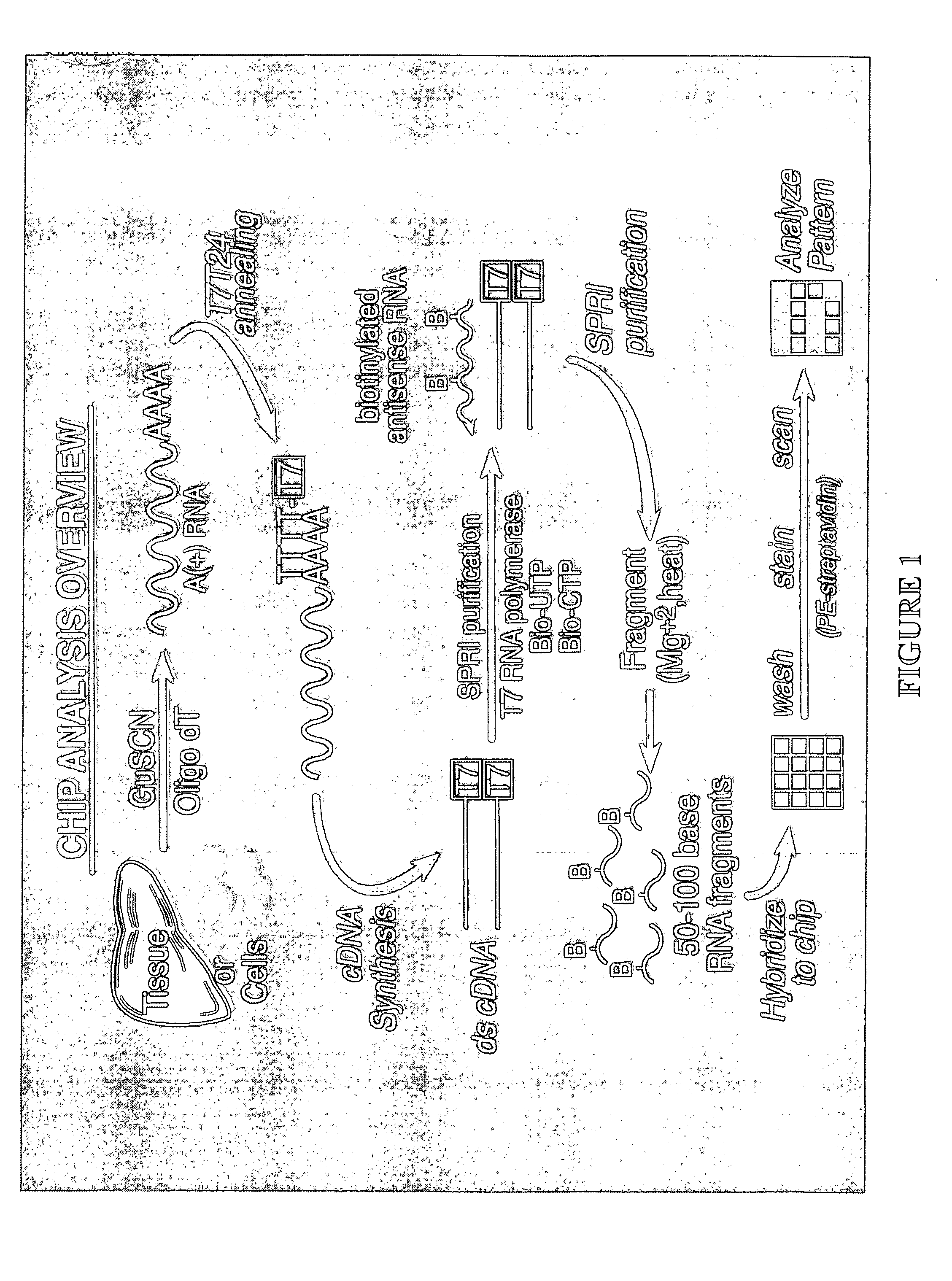 Compositions, kits and methods for identification and modulation of type I diabetes