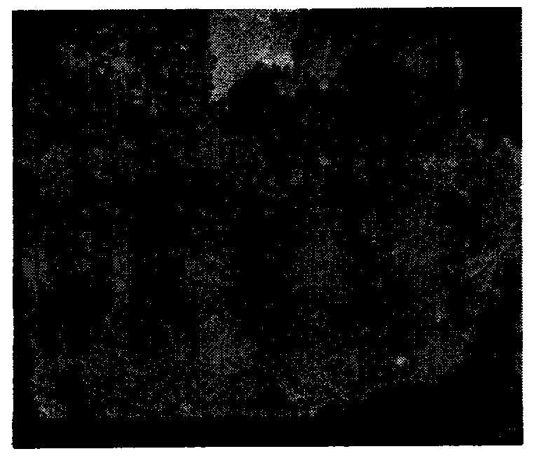 Cobalt-nitrogen doped carbon composite material and preparation method thereof