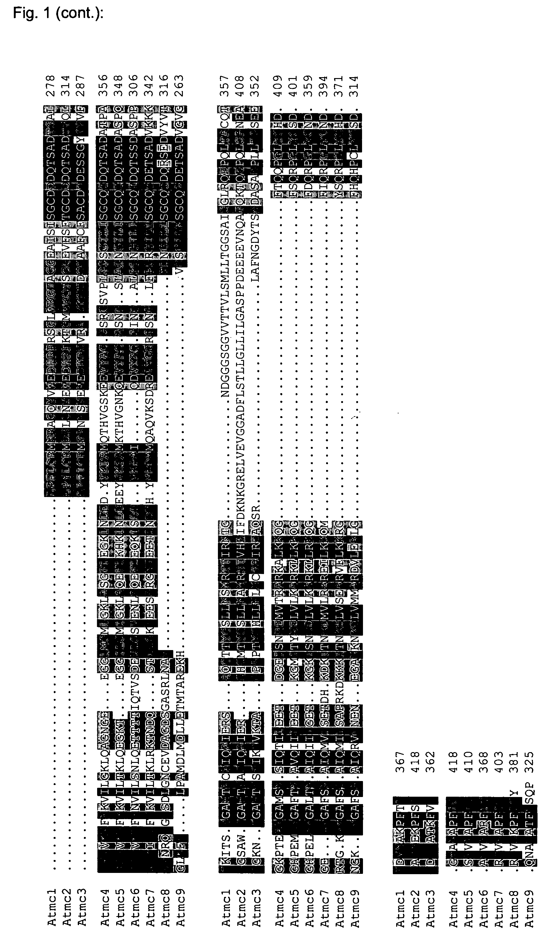 Novel class of metacaspases