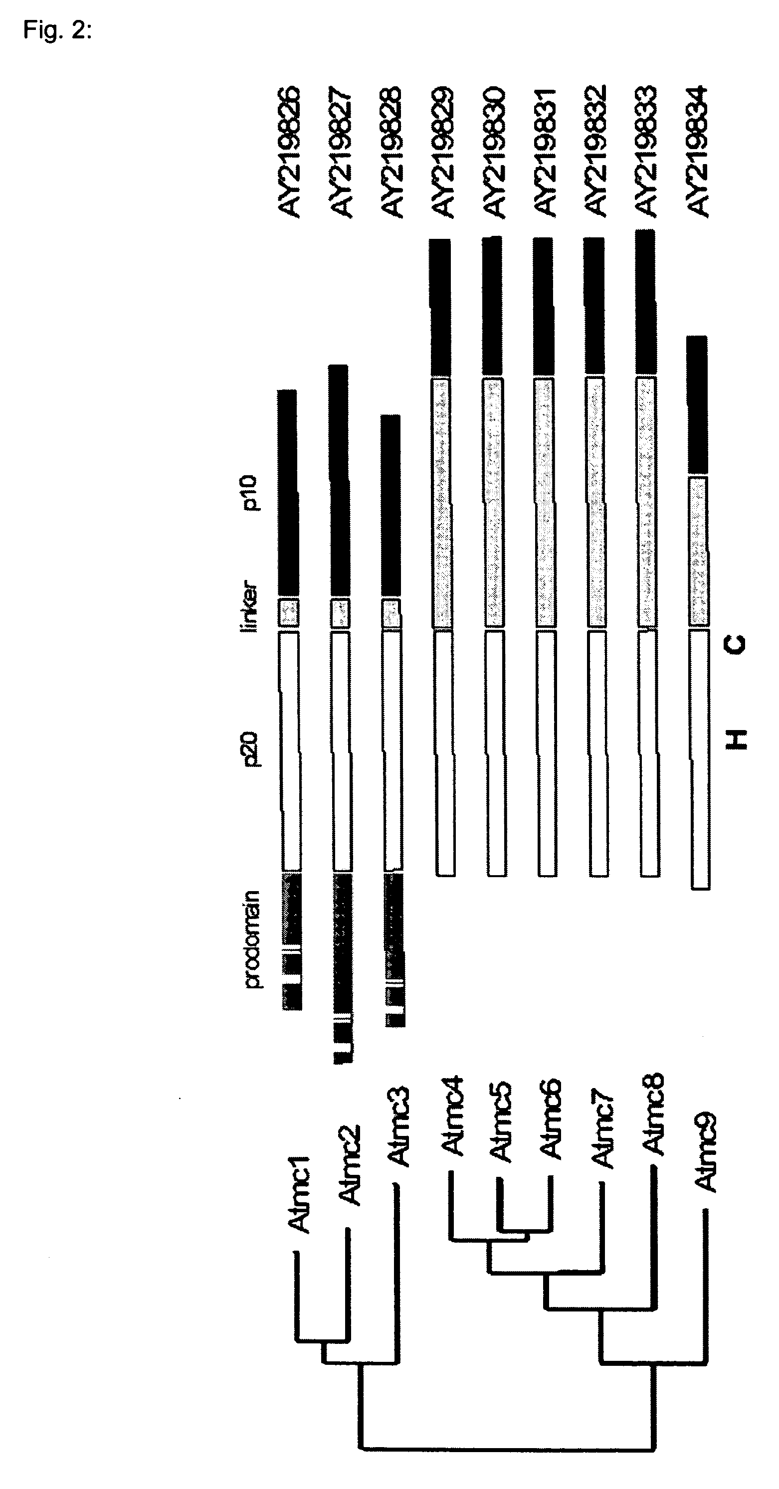 Novel class of metacaspases