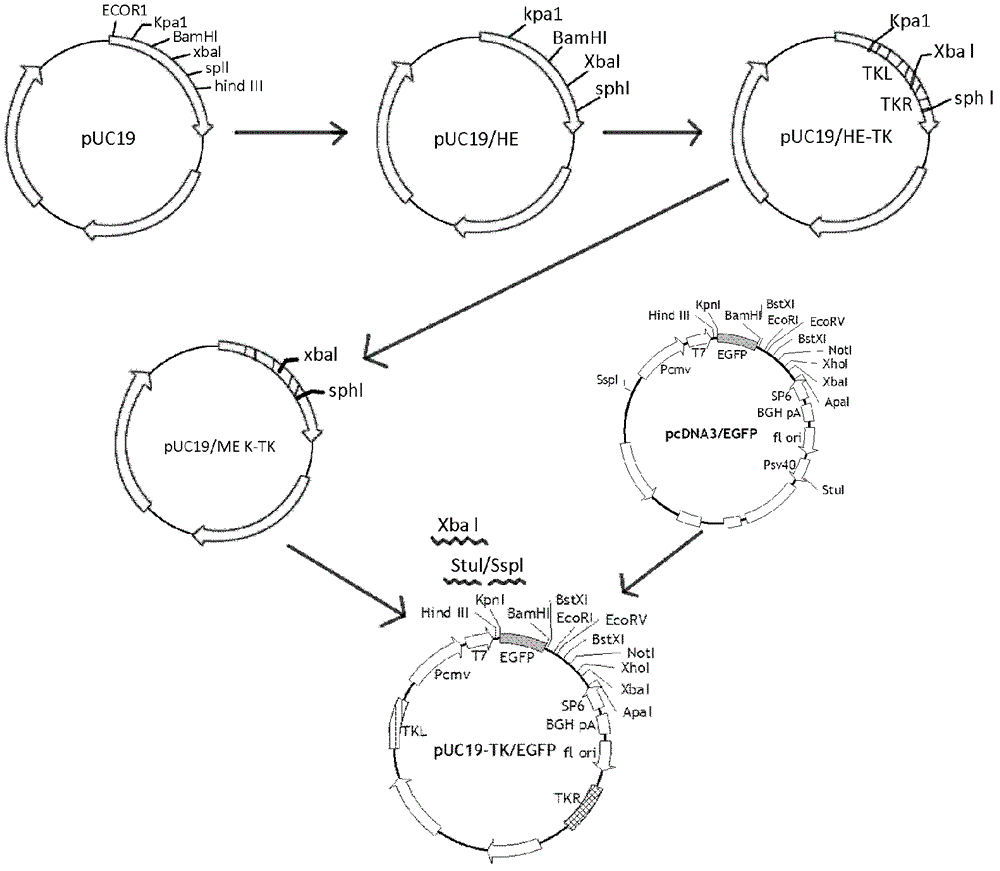 Recombinant porcine pseudorabies virus TK/gE double-gene deletion strain