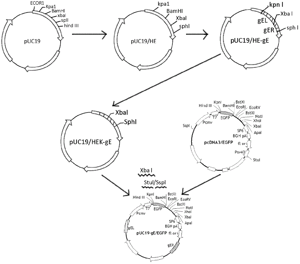 Recombinant porcine pseudorabies virus TK/gE double-gene deletion strain