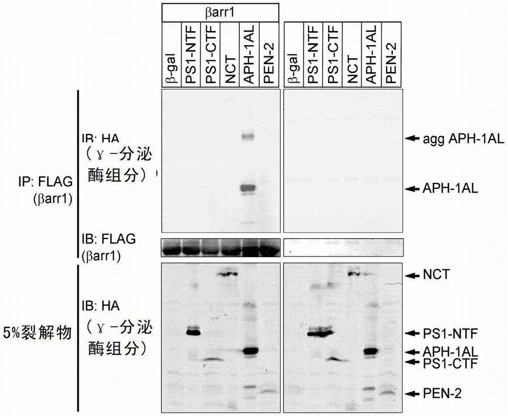 Application of the substance reducing the combination of β-arrestin 1 and aph-1 protein in the preparation of drugs for preventing and treating neurodegenerative diseases