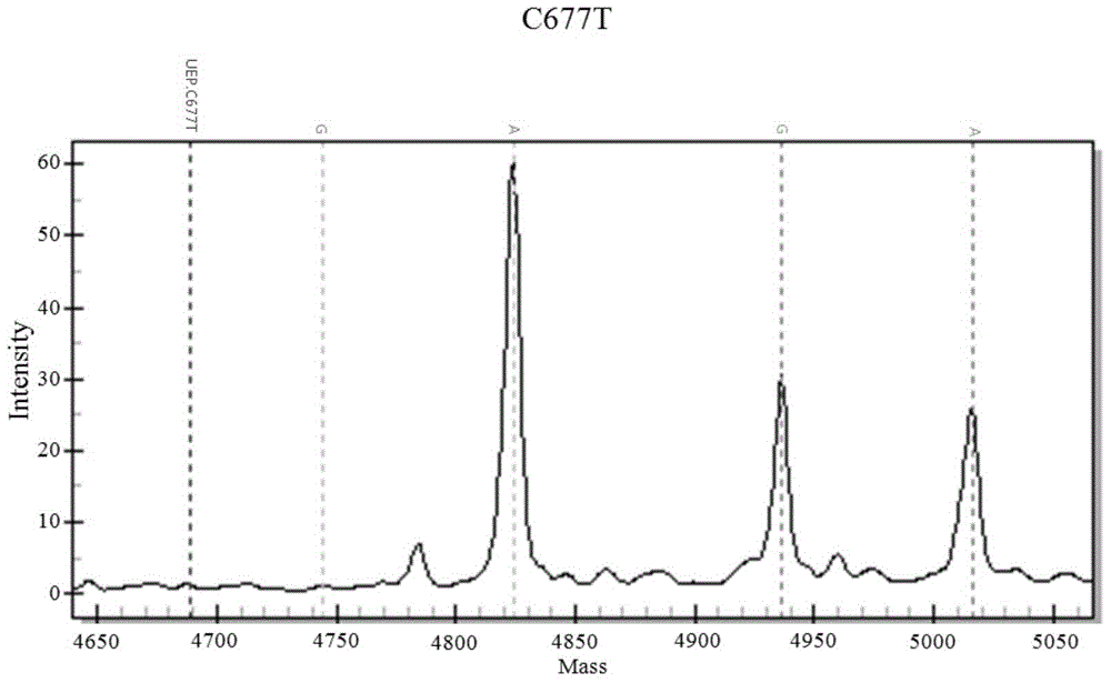 Folic acid heredity metabolism ability detection using mass spectrum