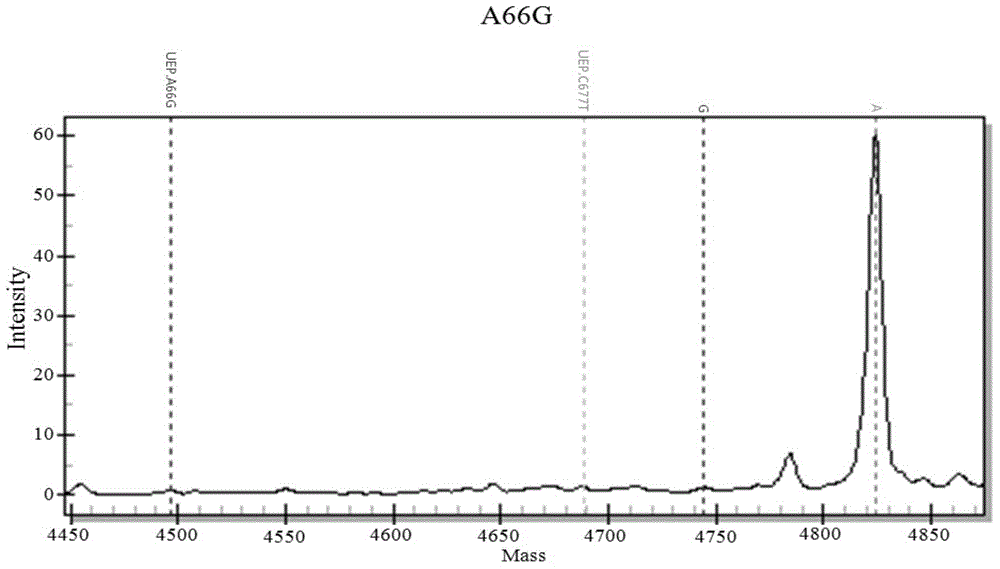 Folic acid heredity metabolism ability detection using mass spectrum