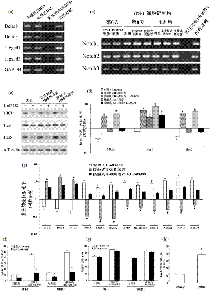 Neural cell system obtained by enabling human induced pluripotent stem cells (hiPSC) to differentiate by means of directional induction, and induction method and application of neural cell system