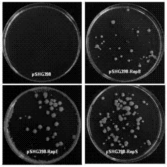 Genetic transformation method for sphingomonas