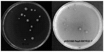 Genetic transformation method for sphingomonas