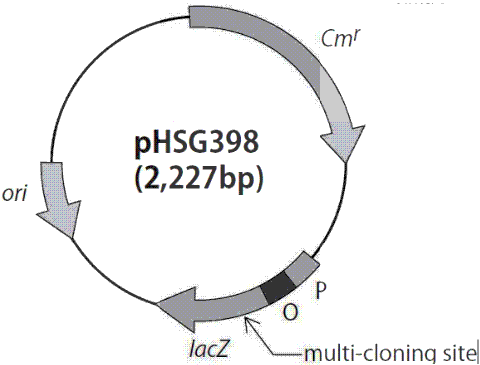 Genetic transformation method for sphingomonas