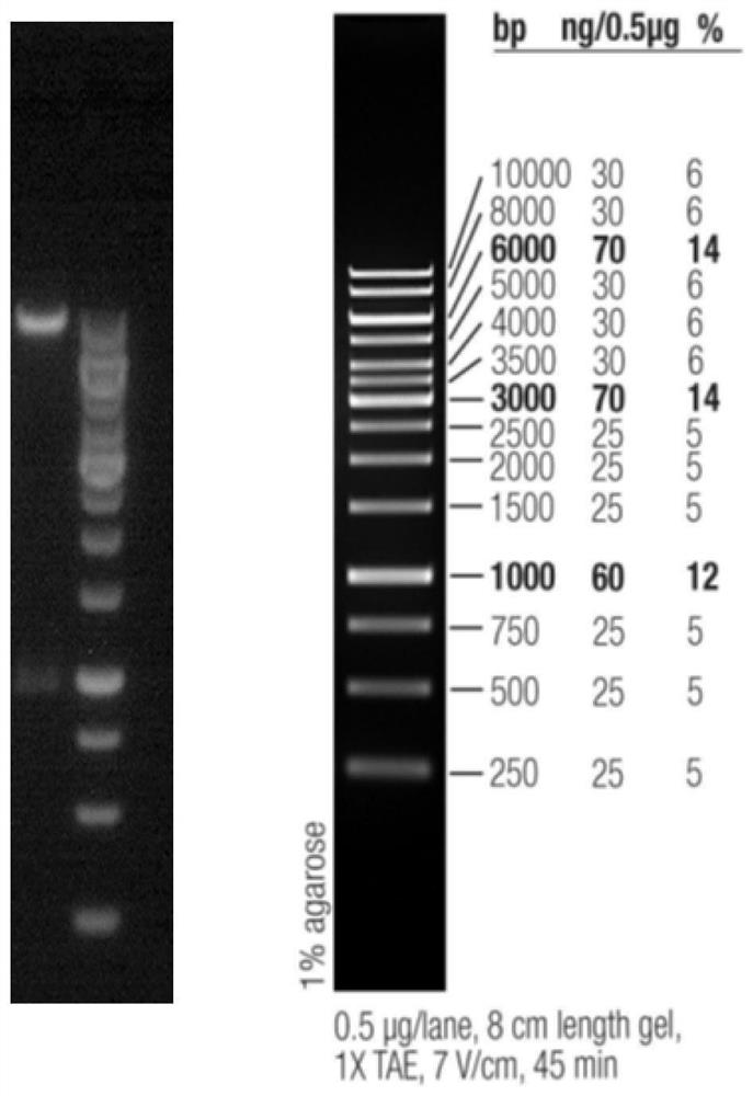 Fructosamine desaccharase carrier, transgenic cell line and genetically engineered bacterium for expressing fructosamine desaccharase, and application of fructosamine desaccharase