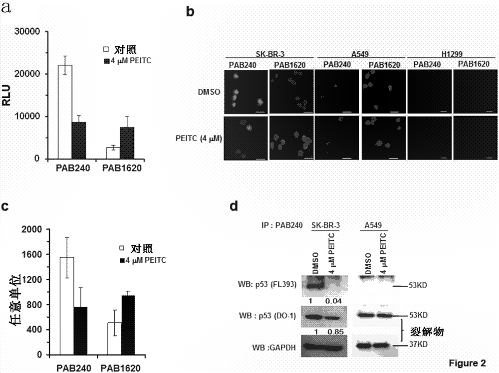 PEITC-containing pharmaceutical composition and application thereof in cancer therapy