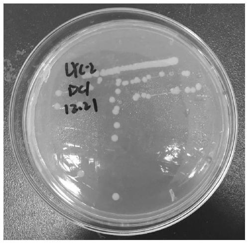 Leucobacter chromiireducens and application thereof in reducing hexavalent chromium