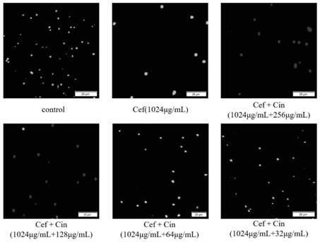 Application of cinnamyl aldehyde combined with ceftriaxone sodium