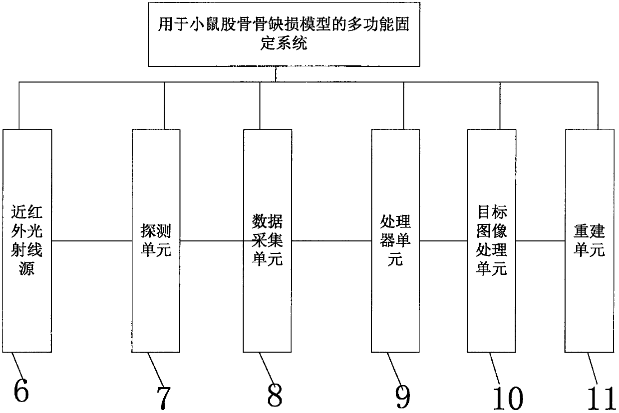 A mouse femoral bone defect model and its multifunctional fixation system