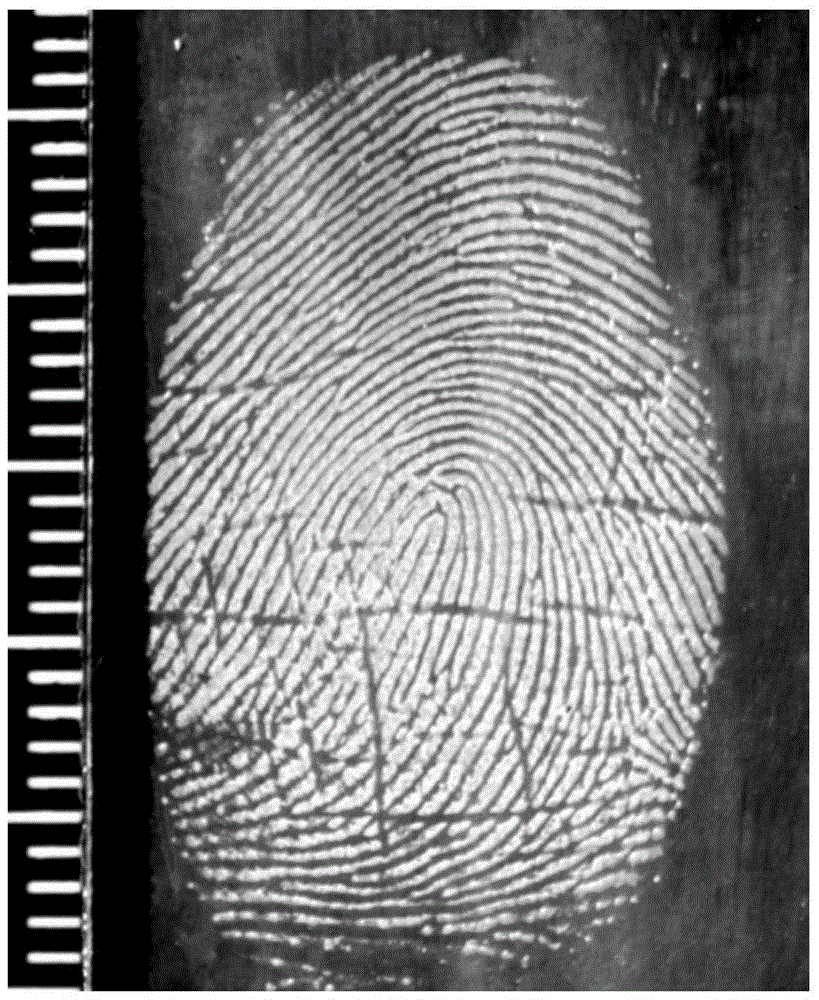 TiO2/C reinforced fingerprint appearing magnetic powder and preparation method and application thereof