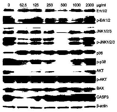 Application of Sendeng-4 in tumor resistance