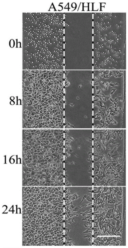 Cell non-contact culture method based on micro-fluidic chip