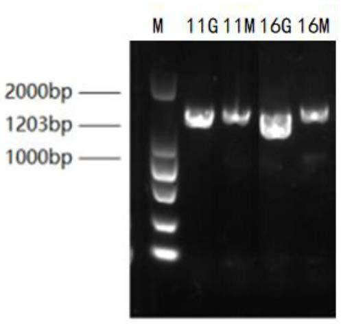 Glass fiber filter paper-based viral nucleic acid extraction method