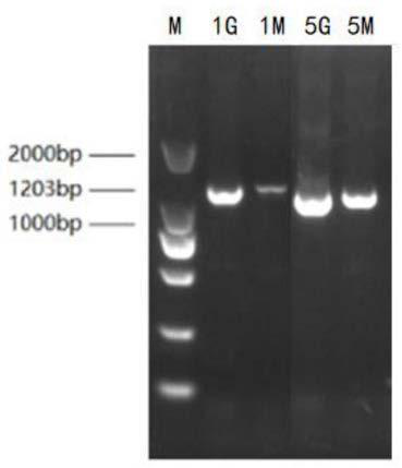 Glass fiber filter paper-based viral nucleic acid extraction method