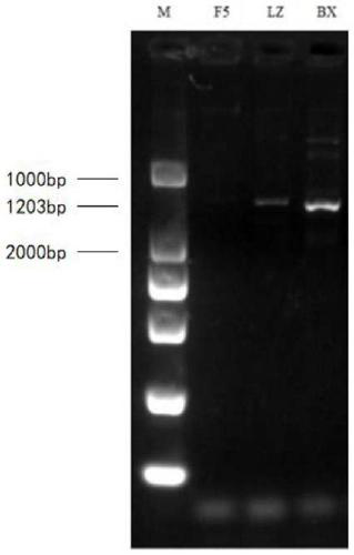 Glass fiber filter paper-based viral nucleic acid extraction method