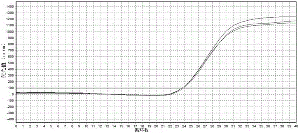 QPCR (quantitative polymerase chain reaction) primer for detecting NS2 genes of rice stripe viruses