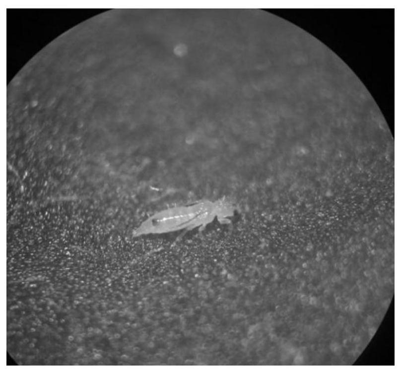 Method for reducing morbidity of tomato spotted wilt of tobacco by using green control technology