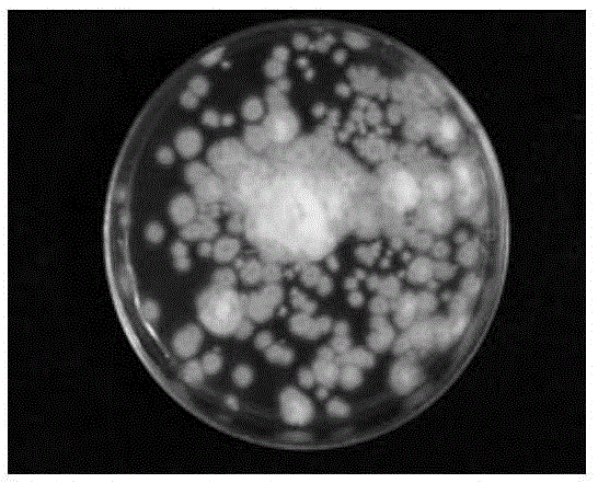 Penicillium purpurogenum for poisoning plant parasitic nematodes and preparing method and application thereof