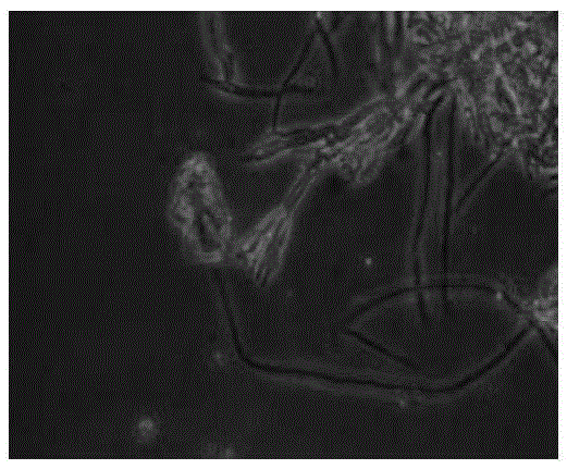 Penicillium purpurogenum for poisoning plant parasitic nematodes and preparing method and application thereof