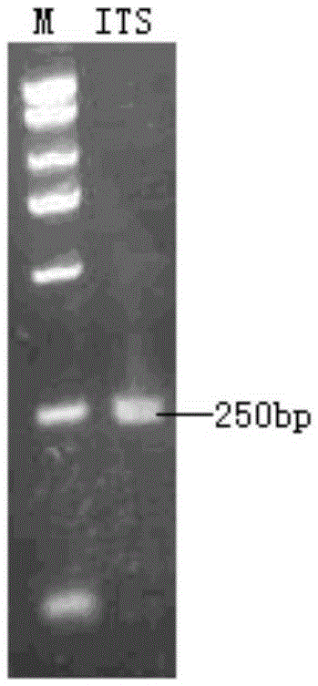 Penicillium purpurogenum for poisoning plant parasitic nematodes and preparing method and application thereof