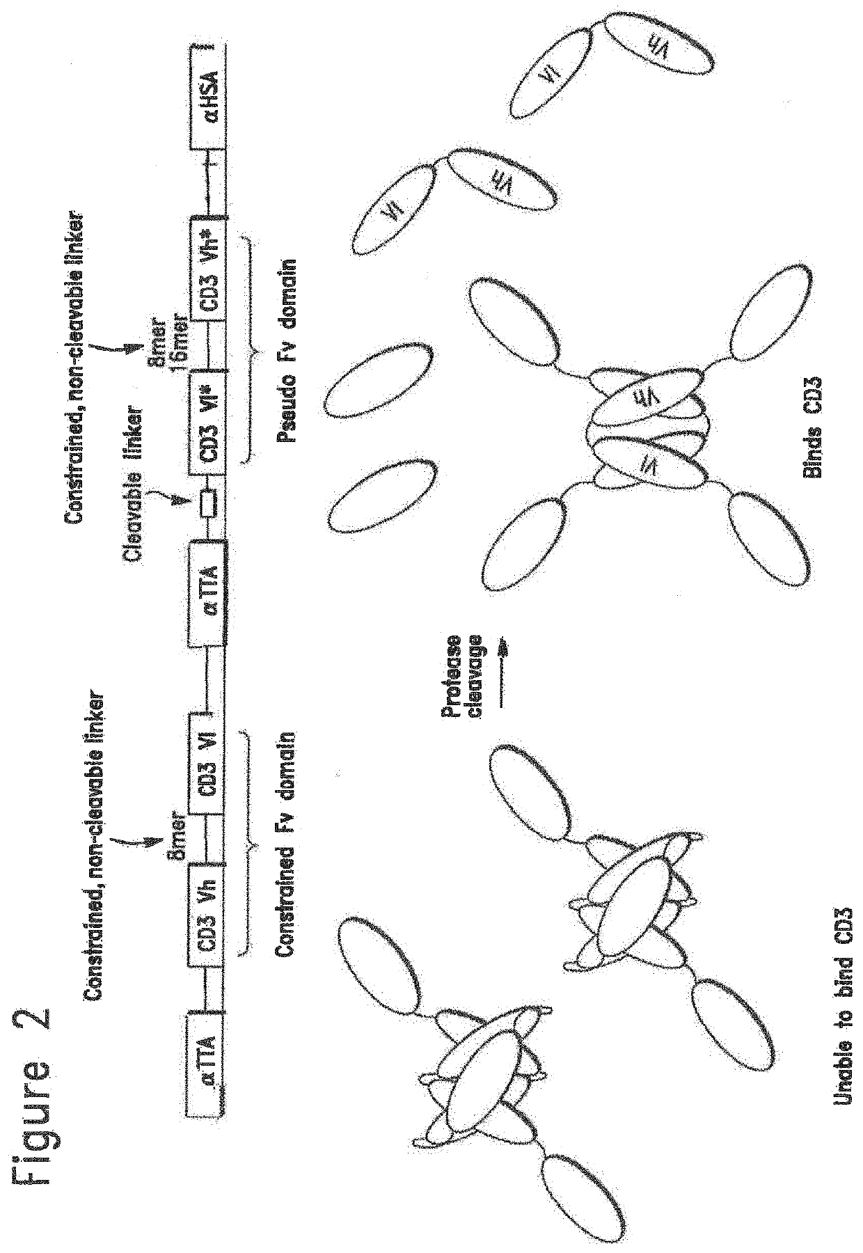 Constrained conditionally activated binding proteins