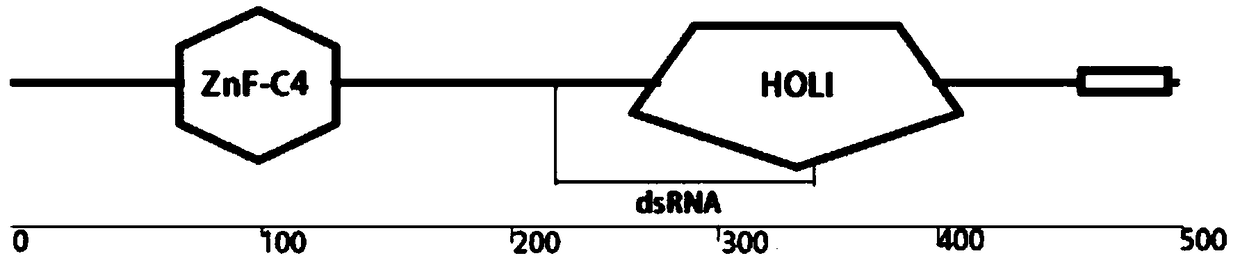 Molting hormone regulatory factor E78-C gene cDNA of cotton bollworm and application thereof