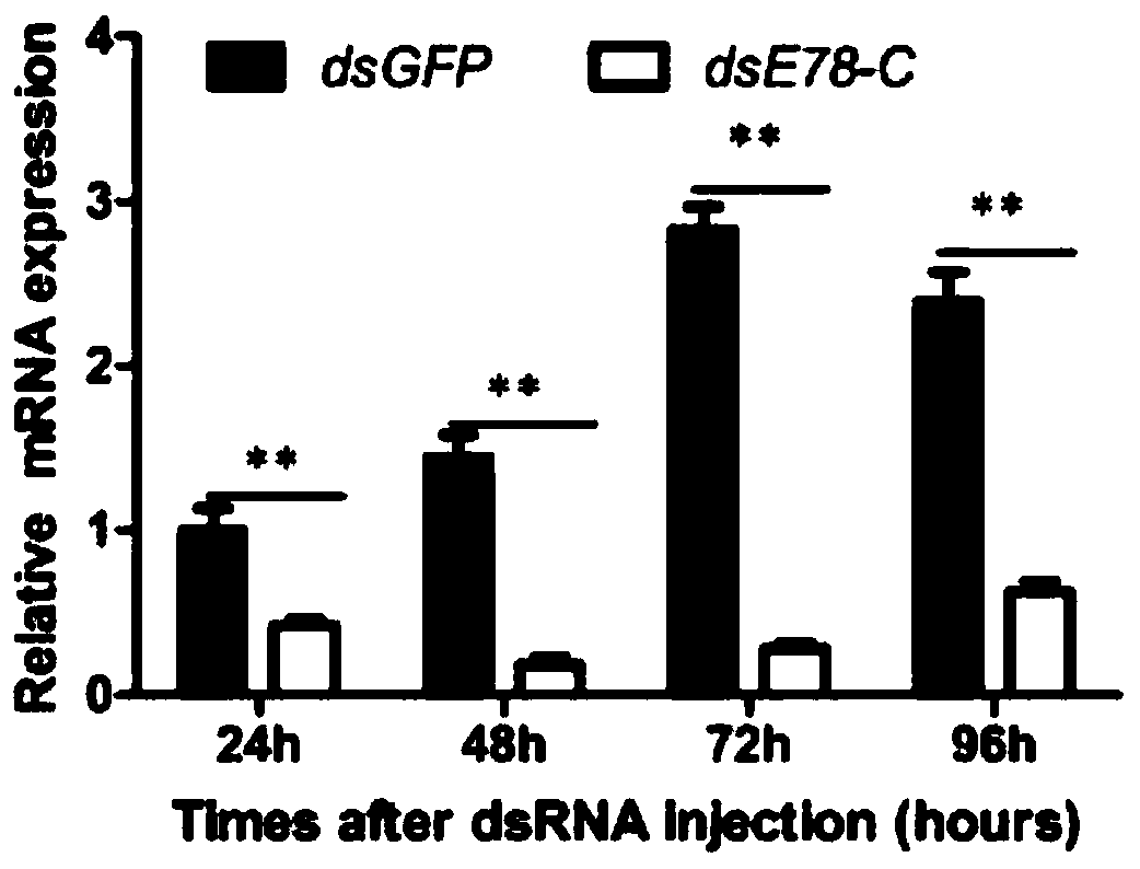 Molting hormone regulatory factor E78-C gene cDNA of cotton bollworm and application thereof