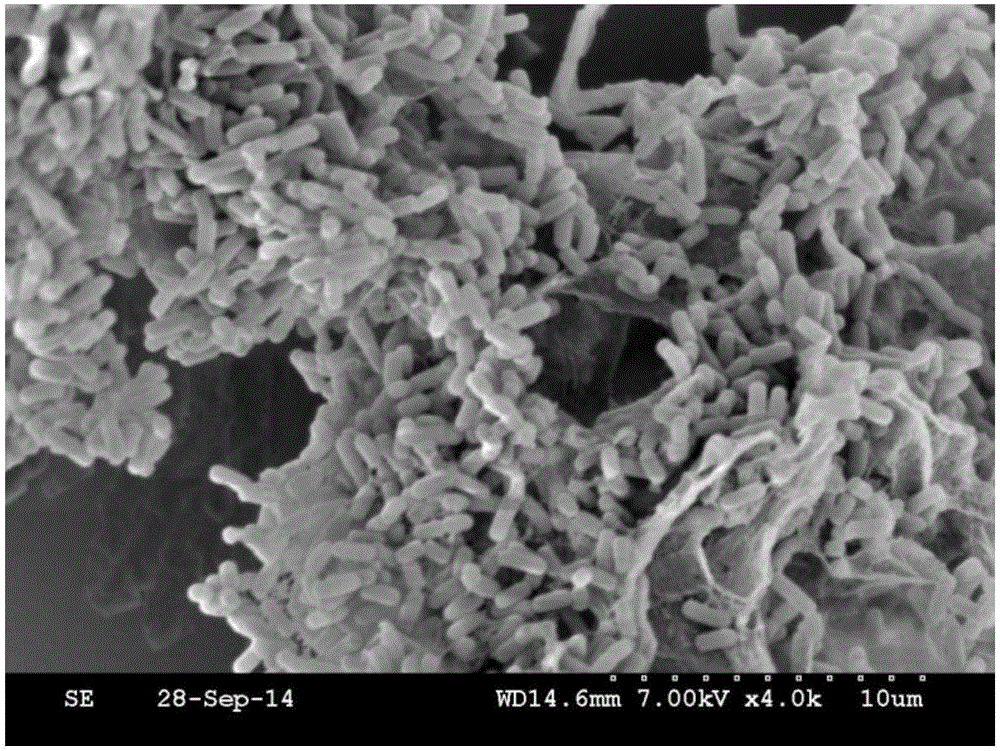 Paenibacillus polymyxa NSY50 with capabilities of promoting growth and preventing diseases