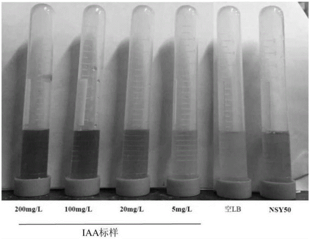 Paenibacillus polymyxa NSY50 with capabilities of promoting growth and preventing diseases