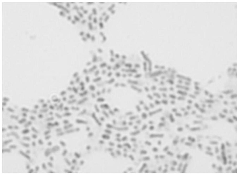 A kind of method for making microbial fertilizer with coal gangue as raw material