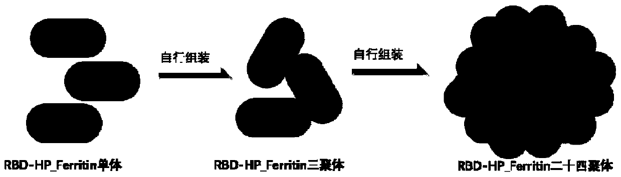 Helicobacter pylori ferritin-based novel coronavirus S protein single-region subunit nano vaccine