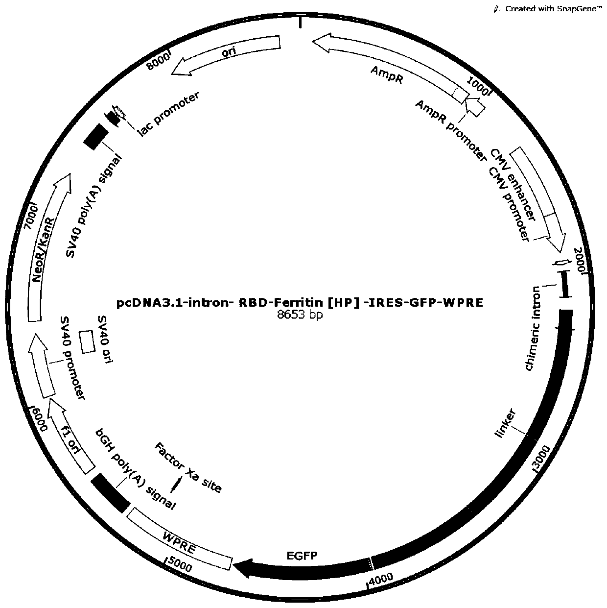 Helicobacter pylori ferritin-based novel coronavirus S protein single-region subunit nano vaccine