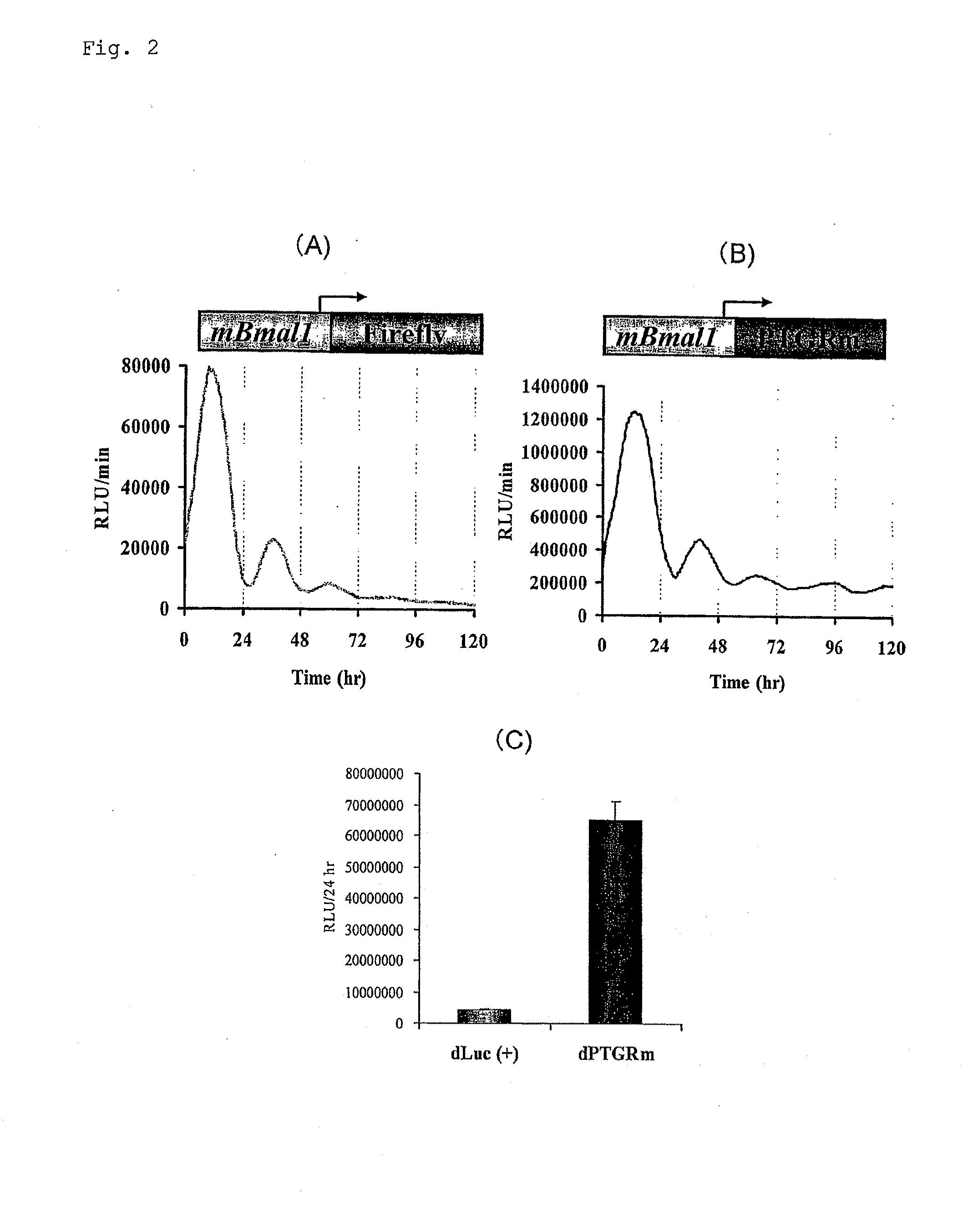 Luciferase gene optimized for use in imaging of intracellular luminescence