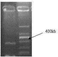 Ectoine synthetase gene, recombinant vector, recombinant engineering bacterium and application of recombinant engineering bacterium