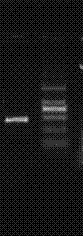 Ectoine synthetase gene, recombinant vector, recombinant engineering bacterium and application of recombinant engineering bacterium