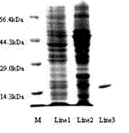 Ectoine synthetase gene, recombinant vector, recombinant engineering bacterium and application of recombinant engineering bacterium