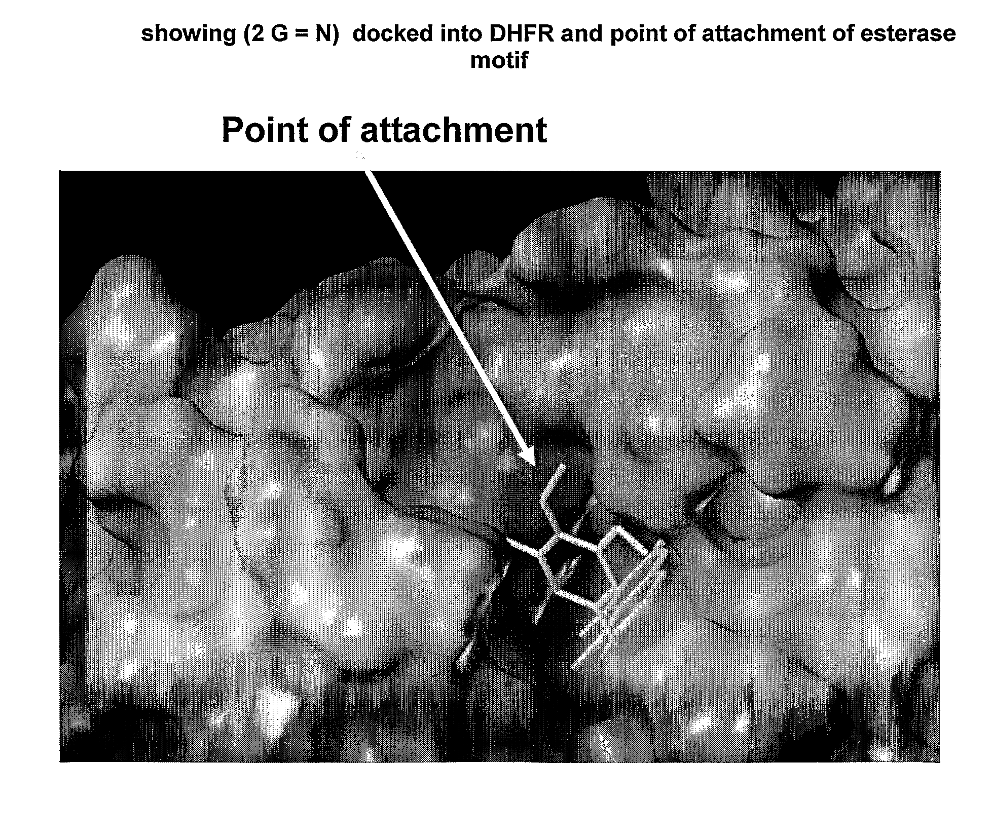 Enzyme and Receptor Modulation