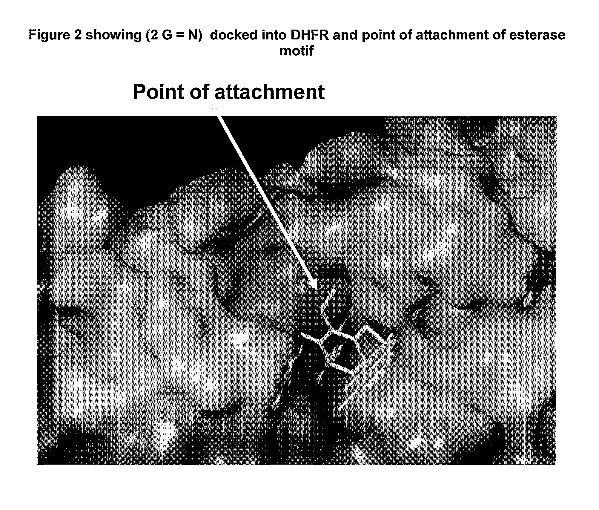 Enzyme and Receptor Modulation