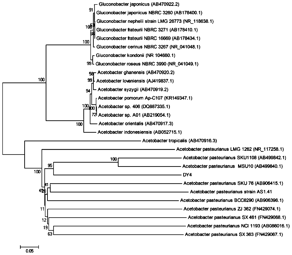 A kind of Acetobacter pasteurian with excellent heat resistance and application thereof