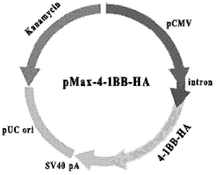 Pig 4-1BB receptor, gene for encoding pig 4-1BB receptor and application thereof